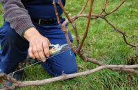 Przycinanie winogron jesienią: przewodnik krok po kroku dla początkujących hodowców