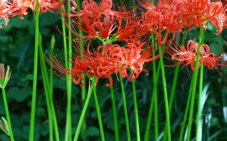 Den orientalske blomsten av lycoris dekorerer sommerhuset