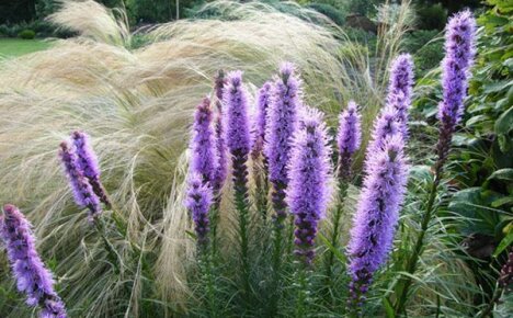 ความยิ่งใหญ่และความประณีตดำเนินการโดย Liatrice spikelet