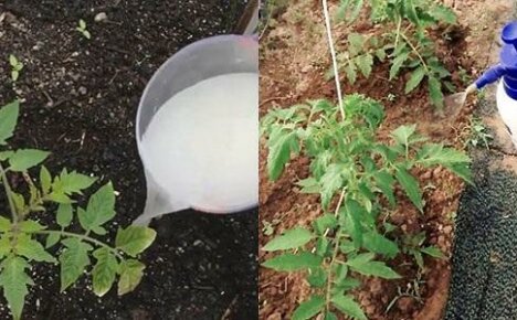 Frøplanteurea - både soppdrepende middel og gjødsel