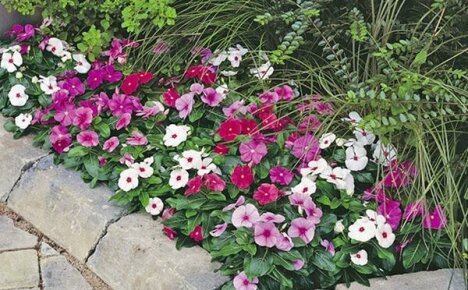 การปลูก catharanthus ในสวนจะไม่ยุ่งยาก