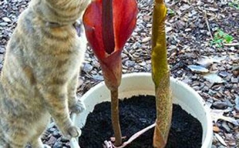 Pravidla pro výsadbu a péči o amorphophallus doma