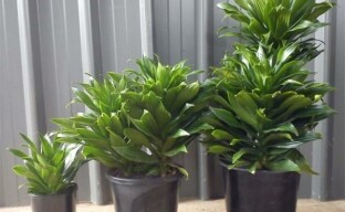 Møt den minste Dracaena Compact