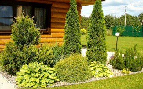 Thuja เอเวอร์กรีนในการออกแบบภูมิทัศน์ตัวอย่างภาพถ่ายของการออกแบบเว็บไซต์