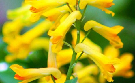 Hva er trekkene ved å plante og ta vare på en lysegul crested primrose