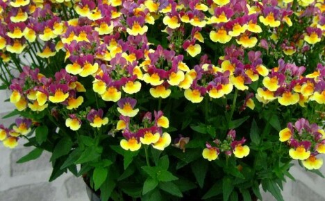 การปลูก Nemesia จากเมล็ดในประเพณีการปลูกดอกไม้ที่ดีที่สุด