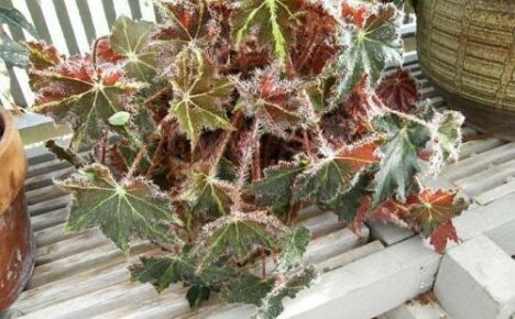 Delikatna i puszysta begonia Kleopatra