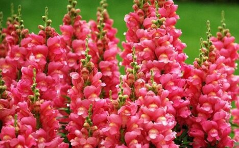 Voksende snapdragon fra frø: når du skal plante og hvordan du skal ta vare på det