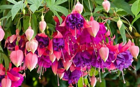 การสืบพันธุ์ของ Fuchsia โดยการปักชำที่บ้าน: เคล็ดลับและเทคนิค