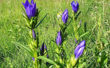 เราศึกษาคุณสมบัติทางยาของ gentian