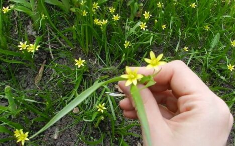 En vakker, men irriterende blomst - hvordan bli kvitt gåsløk i hagen