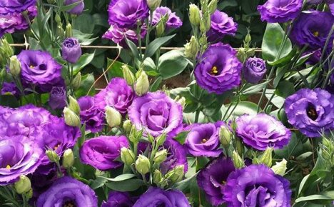 Beauty eustoma: ปลูกจากเมล็ดที่บ้าน