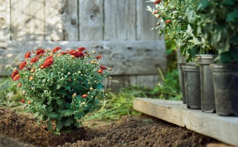 Sjarmerende krysantemum - planting og stell om høsten, beskjæring