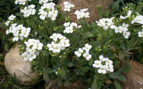 Upretensiøs bunndekke - arabier, planting og stell, foto