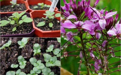 Spiderweb blomst cleoma - vokser fra frø, når du skal plante er bedre