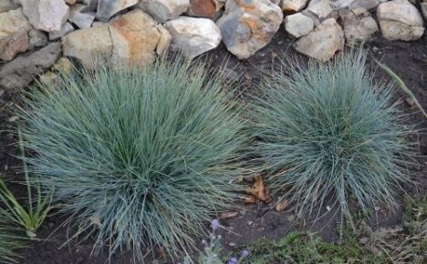 Glacial fescue Titmouse เป็นไม้ยืนต้นที่ไม่โอ้อวดที่สุดสำหรับสไลด์อัลไพน์