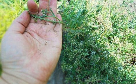 การดูแล alyssum หลังดอกบาน - รวบรวมเมล็ดพันธุ์และเตรียมพุ่มไม้สำหรับฤดูหนาว