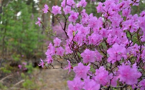 Rhododendron Daursky - dekorasjon av en sommerhus