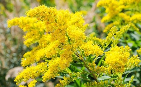 Bright Herb goldenrod: คุณสมบัติที่เป็นประโยชน์และข้อห้ามสำหรับการใช้งาน