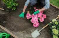 Bujna hortensja w Twoim ogrodzie: wybór czasu i miejsca sadzenia