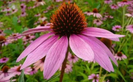 Enkel planting og stell av flerårig echinacea