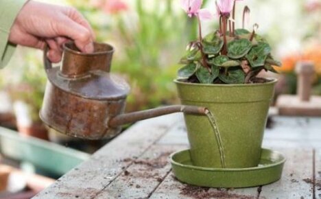 Slik vanner du cyklamen: viktige nyanser for blomsteravlere