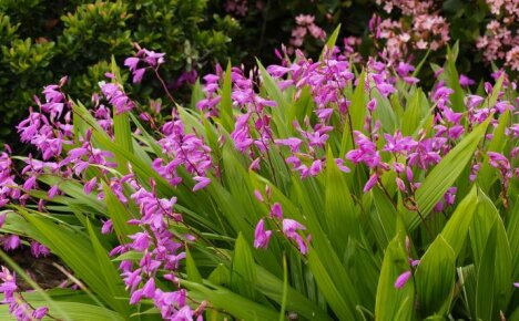 Pěstování orchidejí bletilla venku - pravda nebo fikce