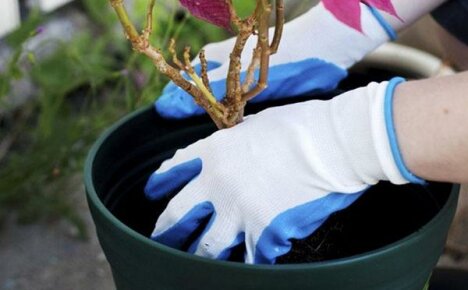 Poinsettia bloom: řešení problému hoření