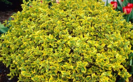 Vet du hvordan du bruker Fortunes euonymus i landskapsdesign?