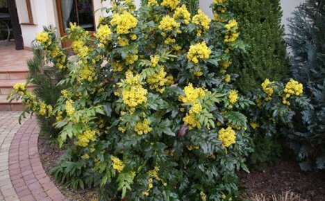 ตกแต่งสวน - Mahonia Holly