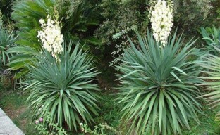 Å plante en hage yucca - det er ikke noe enklere