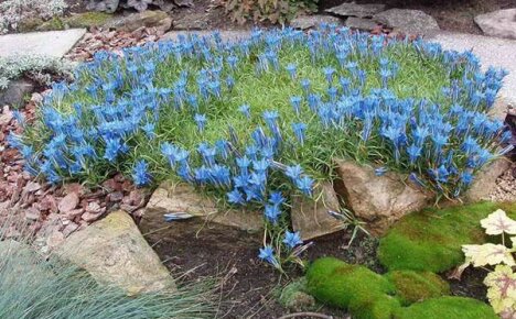 Vi blir kjent med de fantastiske variantene av gentian og deres egenskaper