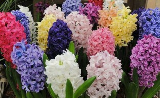 Nutit hyacinty doma