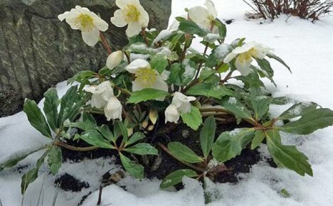 Upretensiøs hellebore: planting og stell av en hardfør blomst