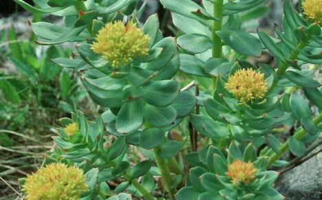 Fascinerende dyrking av Rhodiola rosea og stell i et blomsterbed