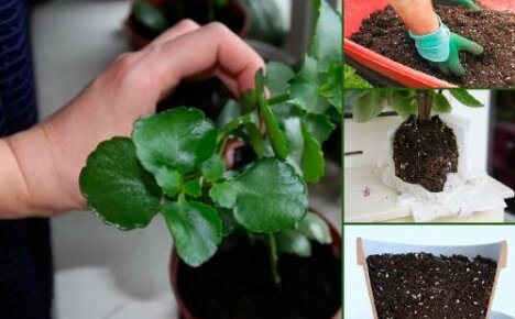 การปลูกถ่าย Kalanchoe Kalandiva - ความลับของขั้นตอนที่ประสบความสำเร็จ