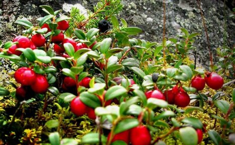 คุณสมบัติที่เป็นประโยชน์ของ lingonberry - ความลับและพลังของผลเบอร์รี่ทับทิมคืออะไร