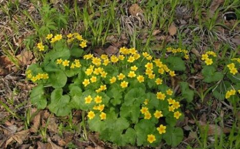 Skogsblomst vil glede deg med tidlig blomstring og nydelig løvverk