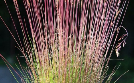 วิธีง่ายๆสำหรับสนามหญ้าที่สวยงาม - สีแดง fescue