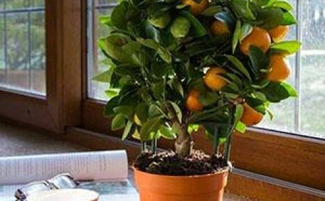 Úspěšně rostoucí dům Calamondin