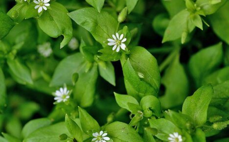 De medisinske egenskapene til woodlice herb eller hvordan man lager et medisin av ugress