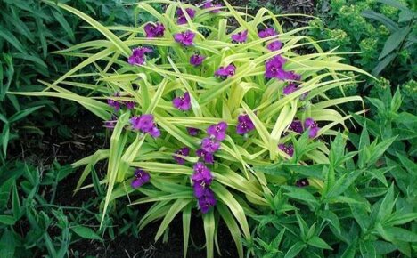 Garden Tradescantia เติบโตบนแปลงปลูกและดูแลซึ่งค่อนข้างง่าย