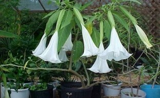 Vi dyrker brugmansia i en gryte hjemme