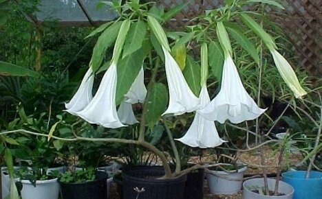 Vi dyrker brugmansia i en gryte hjemme