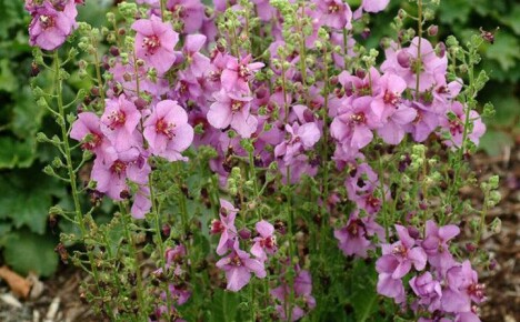 การปลูกและดูแล verbascum เพื่อการออกดอกที่เขียวชอุ่มและยาวนาน