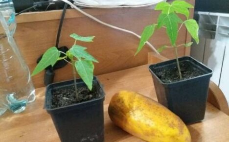 Hvordan dyrke papaya fra frø hjemme: plante- og stellfunksjoner