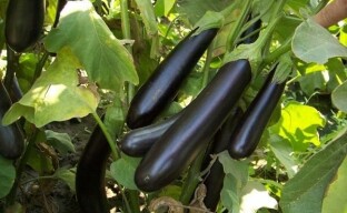 Dyrking av aubergine: generelle anbefalinger og en rask oversikt over de beste variantene