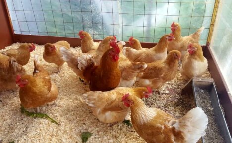 Paano pakainin ang pagtula ng mga hens sa bahay - bumubuo kami ng isang kumpletong diyeta