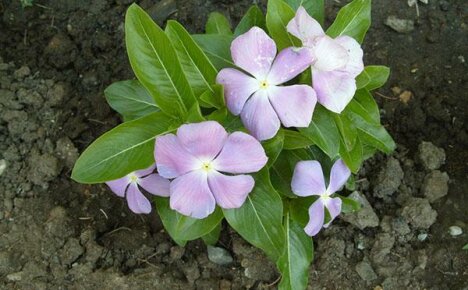 วิธีการปลูก catharanthus ที่บ้านอย่างถูกต้อง