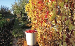 Schisandra chinensis bobule v zahradě